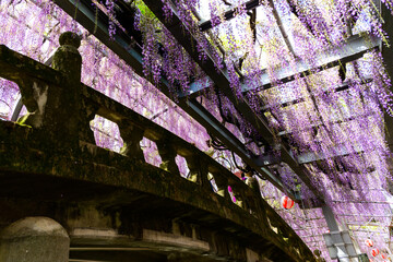 うららかな春風に揺れるアーチ橋に掛かる美しい大藤の花
Beautiful wisteria...