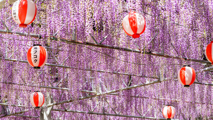 うららかな春日和に映える大藤の花とお祭り広場風景
Large wisteria flowers and...