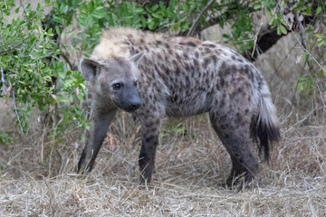 Juvenile spotted Hyena in southern Africa