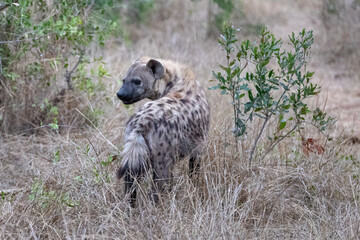 Young juvenile spotted Hyena in southern Africa