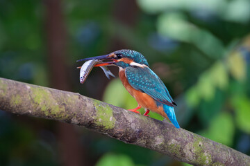 Common Kingfisher chasing fish