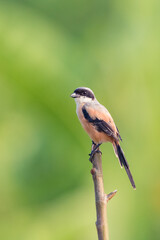 Red-backed shrike