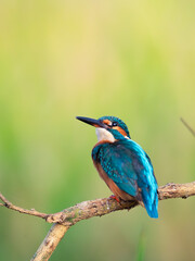 Common Kingfisher
