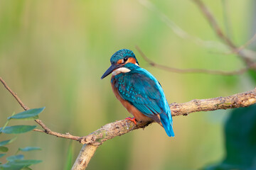 Common Kingfisher