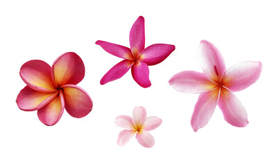colourful blooming four frangipani flower head isolated on transparent © andy0man