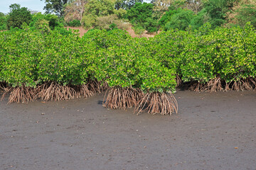 Mangroves jungle close Toubacouta village, Senegal, West Africa
