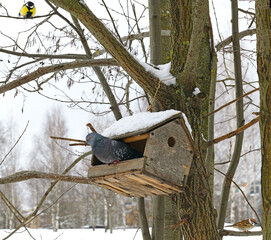 Bird feeder in park in snowy winter. Moscow, Russia