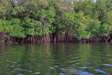 Mangroves jungle close Toubacouta village, Senegal, West Africa