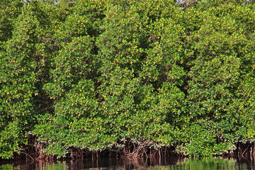 Mangroves jungle close Toubacouta village, Senegal, West Africa