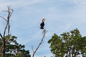 Bird in mangroves jungle close Toubacouta village, Senegal, West Africa