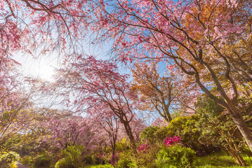 Fototapeta premium Fresh pink flowers of sakura growing in Japanese garden. Natural spring outdoor background