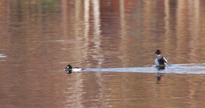 The common goldeneye - Bucephala clangula.
