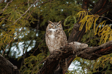 sleeping great horned owl