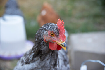 The look of a chicken 5