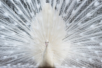 Piękny biały paw z rozłożonym piórami. © Elżbieta Kaps