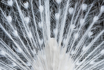 Piękny biały paw z rozłożonym piórami. © Elżbieta Kaps