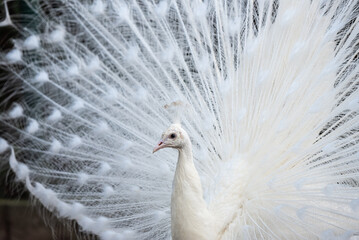 Piękny biały paw z rozłożonym piórami. © Elżbieta Kaps