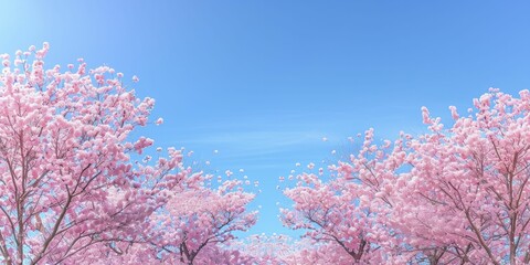 Bright cherry blossom wallpaper, pink petals against a clear sky, spring beauty