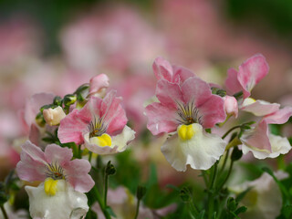 愛らしいピンクのネメシア