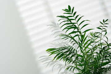Green palm leaves and shadows on a white wall