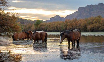 Herd of wild horses at sunset in the Salt River near Mesa Arizona United States