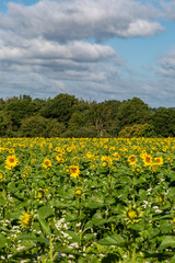 Fototapeta na wymiar A field of sunflowers in the summer sunshine