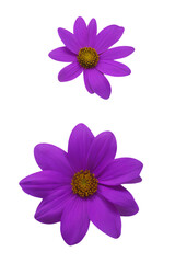 Fototapeta premium purple flowers 