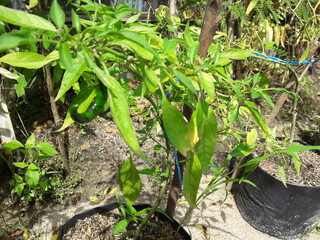 chili plant seeds that are still small. chilli seeds in a black paper bag. Growing vegetables bell pepper sprouts from seeds at home. Home organic farming.