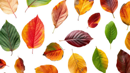 Obraz premium Top-down view of different colored leaves isolated on transparent and white background.PNG image