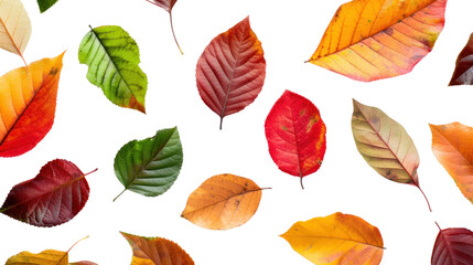 Fototapeta na wymiar Top-down view of different colored leaves isolated on transparent and white background.PNG image