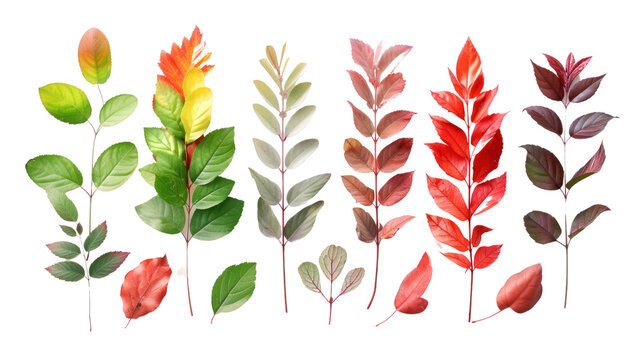 Top-down view of different colored leaves isolated on transparent and white background.PNG image	
