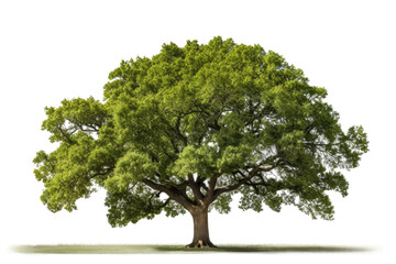 Majestic Tree With Lush Green Leaves. A striking image featuring a large tree adorned with vibrant green leaves standing against a pristine. on a White or Clear Surface PNG Transparent Background.