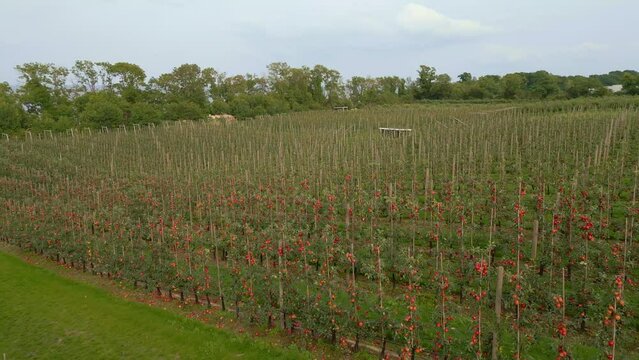 Apple orchard with rows of apple trees. Dolly-out drone shot.