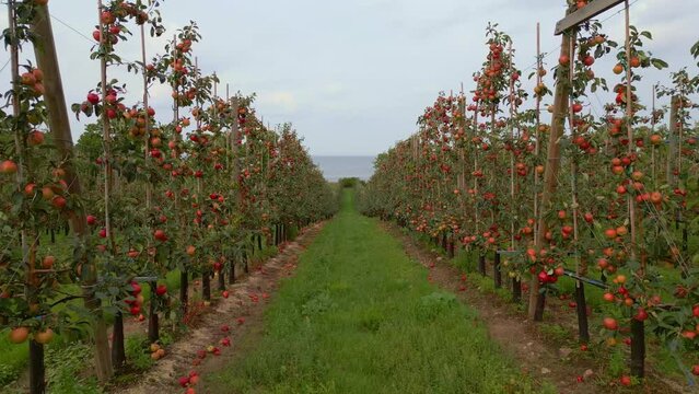 Alley of apple trees in orchard. Forward dolly shot.