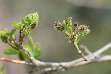 shooting and unripe fruits of malberry