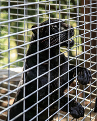 Obraz premium Wild black panther behind a fence of a cage at a sanctuary in California