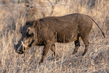 Dark brown common warthog during golden hour in sub Saharan Africa