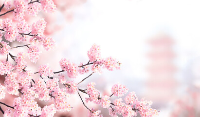 Horizontal banner with sakura flowers of pink color and ancient pagoda on sunny misty backdrop. Beautiful nature spring background with a branch of blooming sakura. Sakura blossoming season in Japan