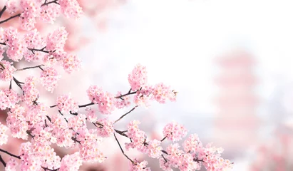 Tuinposter Horizontal banner with sakura flowers of pink color and ancient pagoda on sunny misty backdrop. Beautiful nature spring background with a branch of blooming sakura. Sakura blossoming season in Japan © frenta