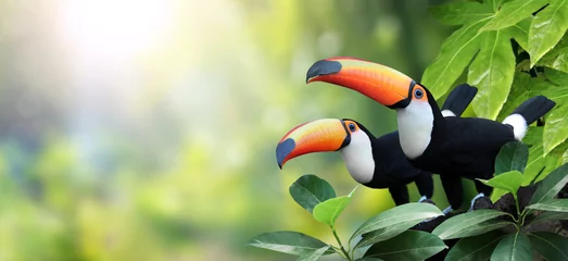 Plexiglas foto achterwand Horizontal banner with two beautiful colorful toucan birds (Ramphastidae) on a branch in a rainforest. Couple of toucan bird and leaves of tropical plants on sunny background © frenta