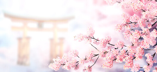 Horizontal banner with sakura flowers of pink color and Torii gate on misty backdrop. Beautiful...