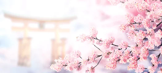 Fotobehang Horizontal banner with sakura flowers of pink color and Torii gate on misty backdrop. Beautiful nature spring background with a branch of blooming sakura. Sakura blossoming season in Japan © frenta