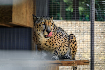 Wild cheetah licking its mouth behind the fence in a cage at a sanctuary in California