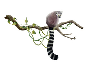 Ring tailed lemur sitting on branch with tropical vines and lianas watercolor illustration isolated on white background. Hand drawn realistic tropical monkey from Madagascar with long striped tail
