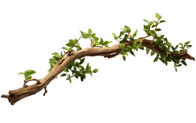 Fototapeta premium A Branch of a Tree With Green Leaves. A close up photo of a single branch from a tree, covered in bright green leaves. on a White or Clear Surface PNG Transparent Background.