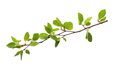 Branch of a Tree With Green Leaves. A close up photo capturing a branch of a tree covered in vibrant green leaves. on a White or Clear Surface PNG Transparent Background.