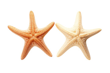 Fototapeta na wymiar Two Starfish. Two starfish are placed side by side. on a White or Clear Surface PNG Transparent Background.
