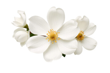 Fototapeta na wymiar Designer White Flower Isolated On Transparent Background