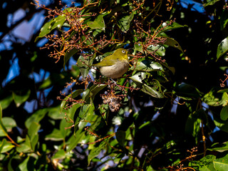 木の枝にとまるメジロ