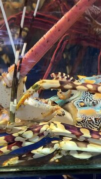 Closeup view of alive Lobsters in the aquarium on the night market of food, seafood in a restaurant, traditional Asian dishes, delicacies. Lobsters in the restaurant aquarium tank for sale to diners